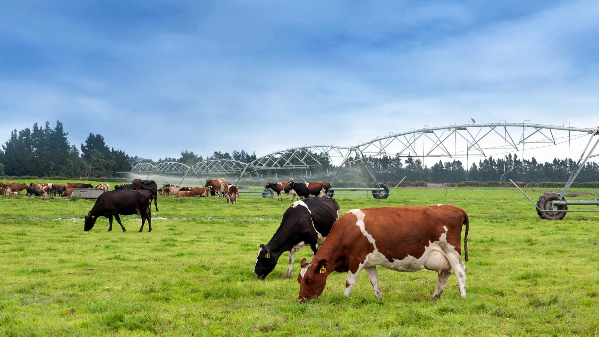 dairy-farming-effluent-disposal-aqualinc-research-new-zealand